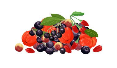 Farklı tropikal dut yığınları. Beyaz arka planda Acerola, maqui berry, acai ve goji izole edilmiş. Çizgi film düz stiliyle vektör illüstrasyonu.