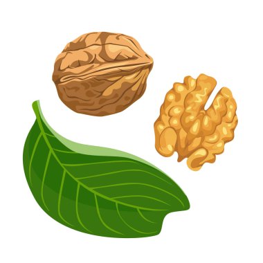 Ceviz vektörü çizgi film düz çizim