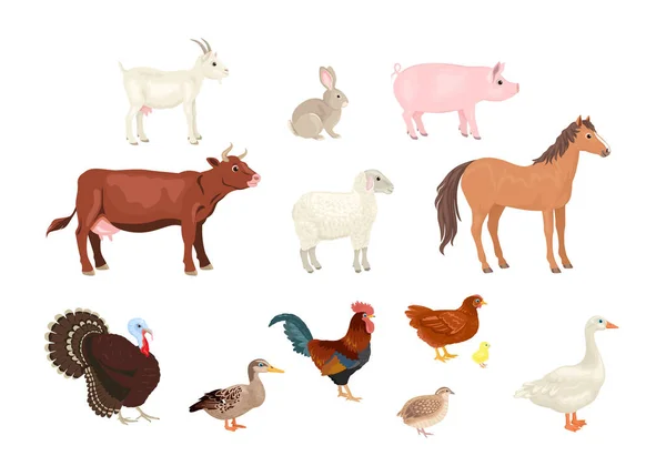 Cartoni Animati Animali Fattoria Uccelli Raccolta — Vettoriale Stock