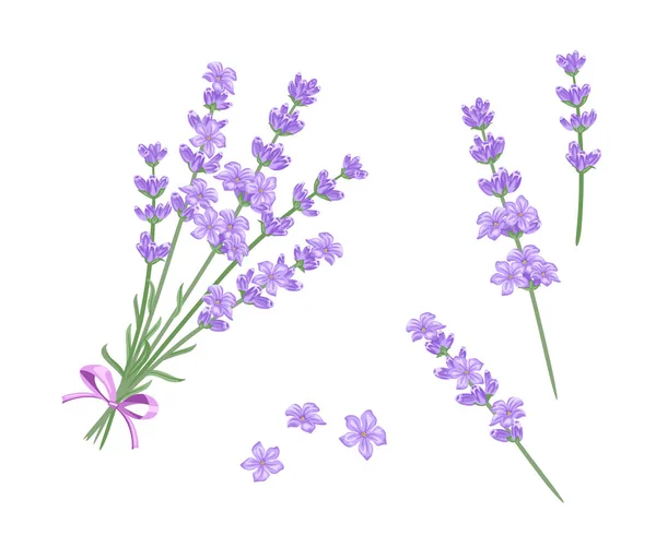 Lavender Bouquet Vector Illustration Lavender Twigs Flowers Isolated White Background — Stock Vector