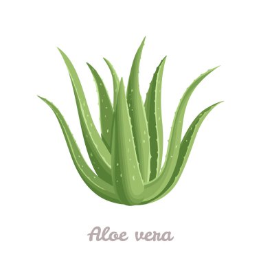 Aloe vera bitkisi beyaz arka planda izole edilmiş. Çizgi film düz stiliyle vektör illüstrasyonu.