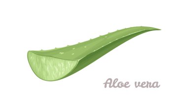 Aloe vera kesim yaprağı beyaz arkaplanda izole edilmiş. Çizgi film düz stili tıbbi bir bitkinin vektör çizimi.