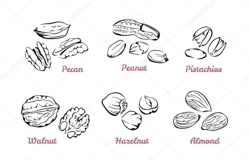 Nuts. Collection of vector black and white illustrations. Outline. Pecan, walnut in shell and peeled, pistachios, hazelnut, almond and peanut isolated on white.