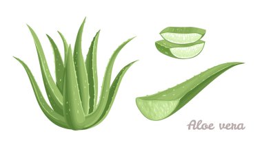 Aloe Vera ayarlandı. Tıbbi bitki, kesilmiş yaprak ve beyaz arka planda izole edilmiş dilimler. Çizgi film düz stiliyle vektör illüstrasyonu.