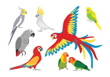 Farklı pozlarda vektör renkli papağanlar kümesi. Jaco, papağanlar, dalgalı papağanlar, muhabbet kuşları, papağanlar, aşk kuşları, Ara Macaw, Corella. Beyaz tenli, şirin kuşlar.