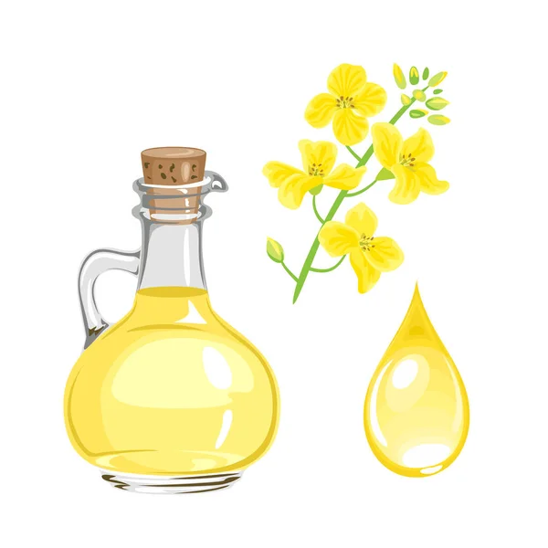 Масло Семян Канолы Стеклянной Бутылке Желтый Цветок Капли Изолированы Белом — стоковый вектор