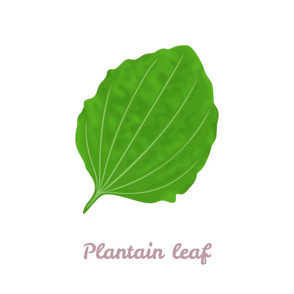 绿色的植物叶在白色的背景上被隔离 矢量插图为卡通平面风格 — 图库矢量图片