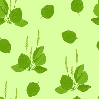 Kusursuz bir şablon. Çizgi film gibi düz bir tıbbi bitkinin vektör çizimi. Yabani otlar..
