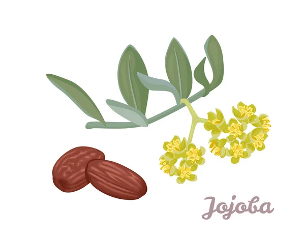Jojoba Flowers Seeds Isolated White Background Vector Illustration Cartoon Flat — Stock Vector