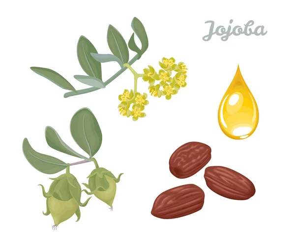 Набор Векторных Иллюстраций Jojoba Ветвь Семенами Цветами Зелеными Листьями Сухими — стоковый вектор