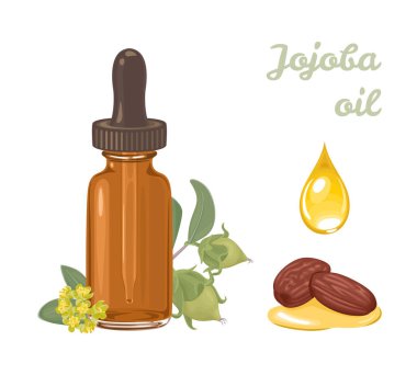 Kehribar cam damlatıcı şişesindeki Jojoba yağı beyaz arka planda izole edilmiş. Bir damla sarı yağ, tohumlar, içinde meyve ve çiçek olan yeşil bir dal. Çizgi film düz stiliyle vektör illüstrasyonu.