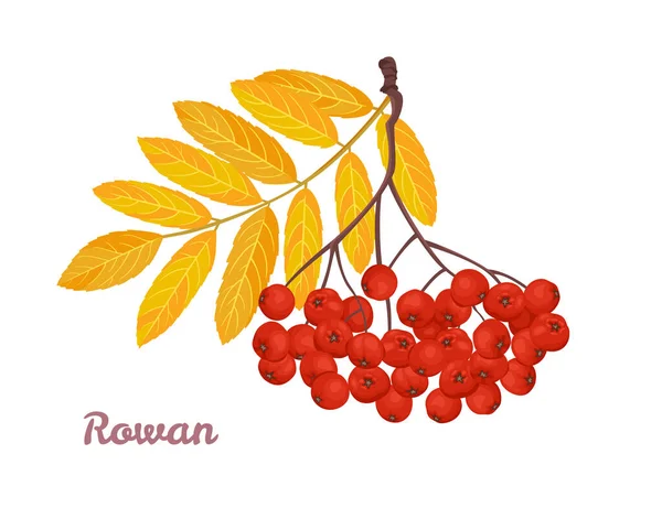 Rowan Branch Yellow Autumn Leaves Bunch Red Berries Isolated White — Stock Vector