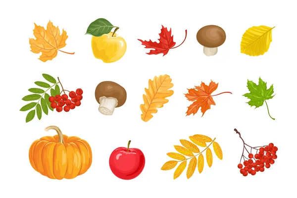秋のイラスト集 ベクトル漫画オレンジカボチャ カエデ エルムとオークの落ち葉 キノコ 赤いローワンベリー 白に隔離されたリンゴ デザインの要素のセット — ストックベクタ