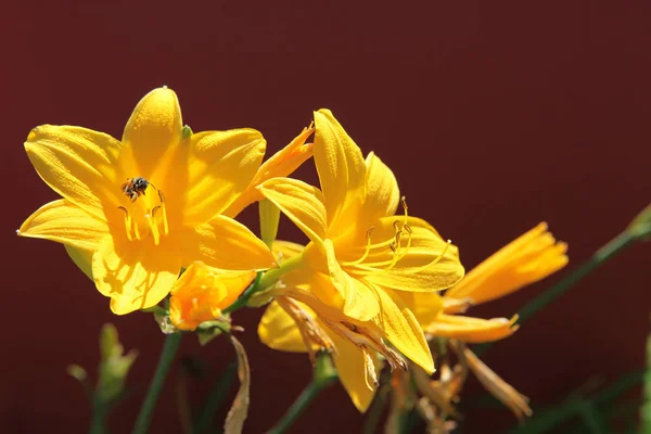 Liliengelb Vordergrund Biene Auf Braunem Hintergrund — Stockfoto