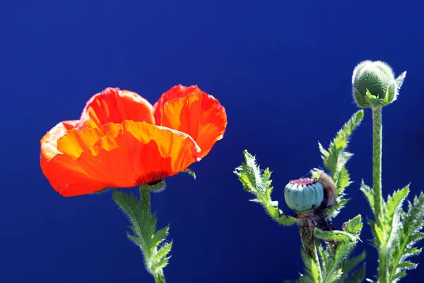 Coquelicot Coquelicot Fleurs Dans Bourgeon Sur Fond Bleu Foncé — Photo