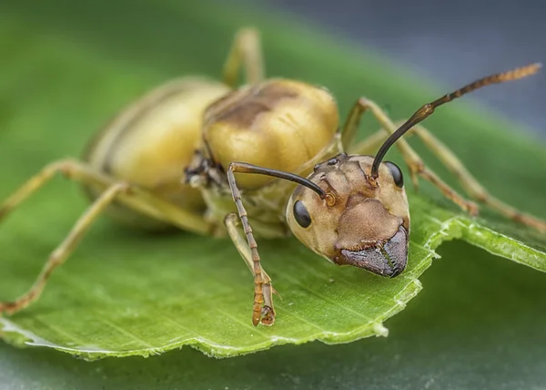 Makroaufnahme Einer Ameise Die Grünes Blatt Frisst — Stockfoto