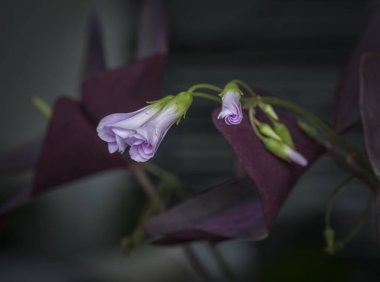 Mor yanlış yonca bitki