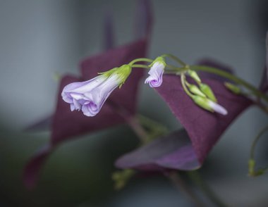 Mor yanlış yonca bitki