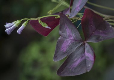 Mor yanlış yonca bitki