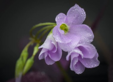 Mor yanlış yonca bitki