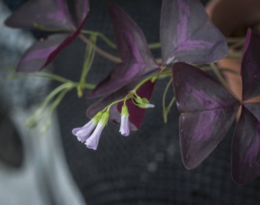 Mor yanlış yonca bitki