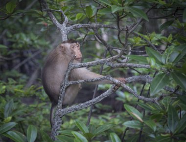 Rhesus makak maymunu eylem