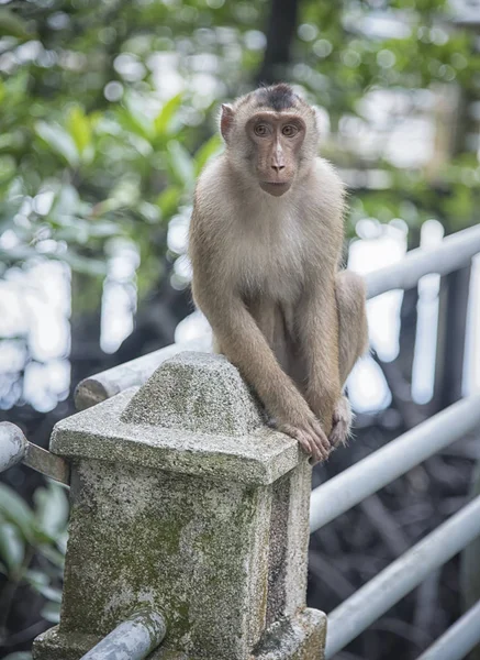 Vad Rhesus Makákó Majom — Stock Fotó