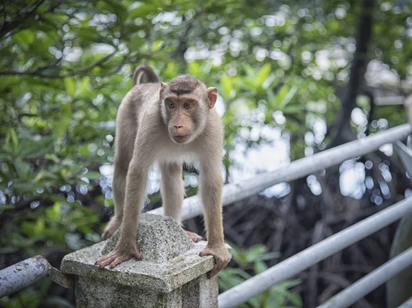 Vad Rhesus Makákó Majom — Stock Fotó