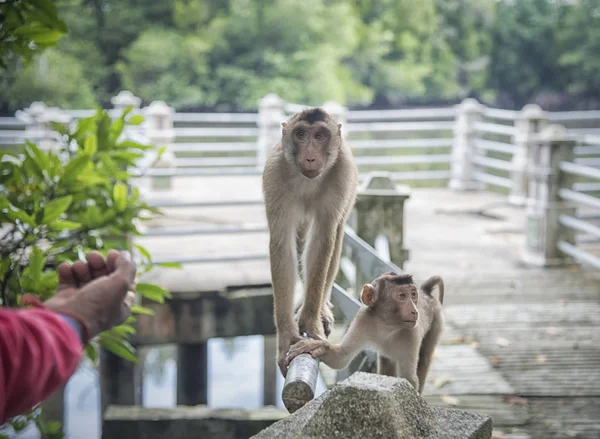Singe Macaque Rhésus Sauvage — Photo