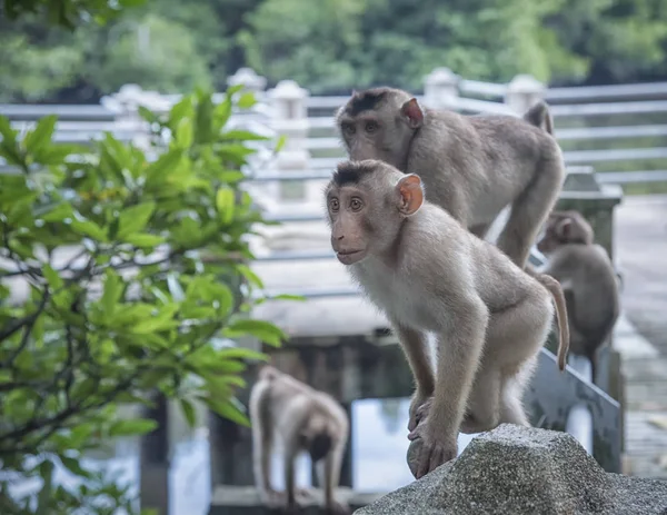 Rhesus Makákó Majom Akcióban — Stock Fotó