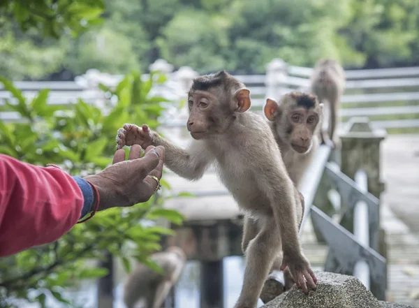 Rhesus Makákó Majom Akcióban — Stock Fotó