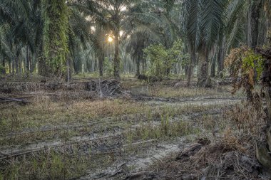 sabah sahne palm yağı çiftliğinde