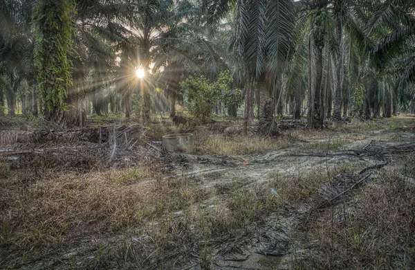 Scène Matin Ferme Huile Palme — Photo