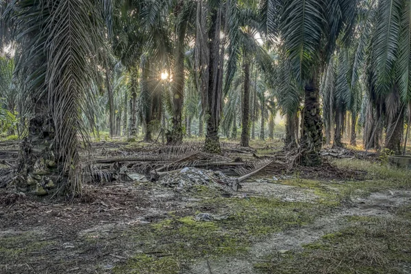 Rano Scena Farma Oleju Palmowego — Zdjęcie stockowe