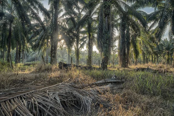 Ochtend Scène Palmolie Boerderij — Stockfoto