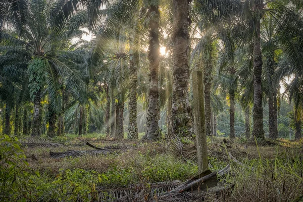Szene Morgen Auf Der Palmölfarm — Stockfoto
