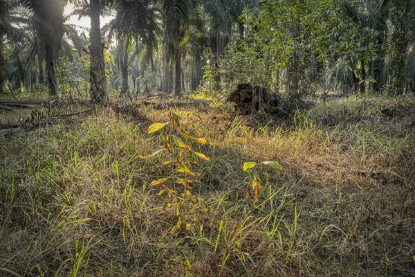 Scène Matin Ferme Huile Palme — Photo