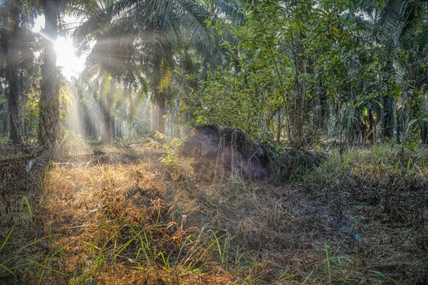 在棕榈油农场的早晨场景 — 图库照片