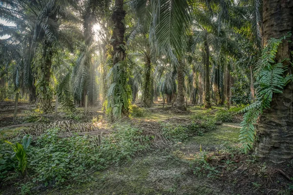 Szene Morgen Auf Der Palmölfarm — Stockfoto