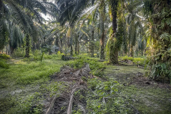 Rano Scena Farma Oleju Palmowego — Zdjęcie stockowe