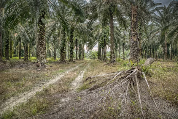 Szene Morgen Auf Der Palmölfarm — Stockfoto