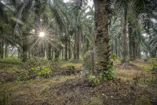 Szene Morgen Auf Der Palmölfarm — Stockfoto