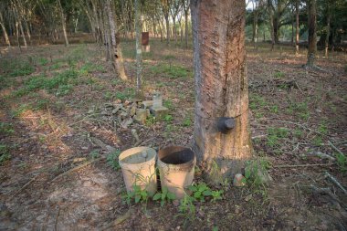 ev sektöründe kauçuk ağacı Emlak