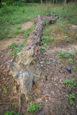 ev sektöründe kauçuk ağacı Emlak