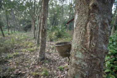 ev sektöründe kauçuk ağacı Emlak