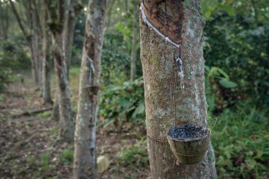 ev sektöründe kauçuk ağacı Emlak