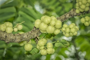taze asma yıldız bektaşi üzümü