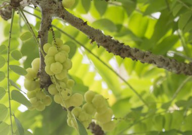 taze asma yıldız bektaşi üzümü