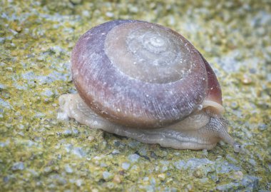 yuvarlak küçük kabuk salyangoz