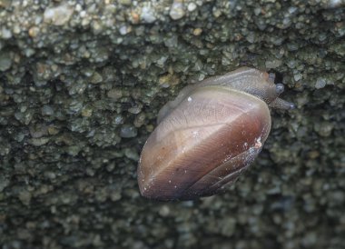 yuvarlak küçük kabuk salyangoz